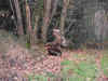 chasse11.jpg (84411 octets)