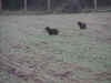 chasse5.jpg (94861 octets)