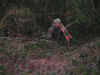 chasse6.jpg (95807 octets)