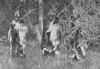 ona12.jpg (28582 octets)