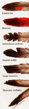 plumes.jpg (43459 octets)