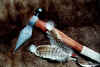 tomahawk5.jpg (132686 octets)